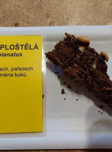 TREPKOVITKA ZPLOŠTĚLÁ (Crepidotus applanatus) FOTO: Marta Knauerová, 25.–26. 10. 2025