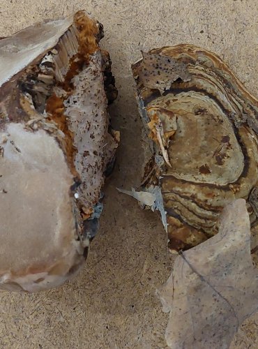 TROUDNATEC KOPYTOVITÝ (Fomes fomentarius) FOTO: Marta Knauerová, 25.–26. 10. 2025