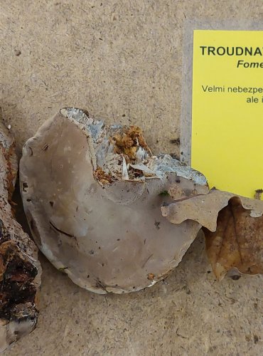 TROUDNATEC KOPYTOVITÝ (Fomes fomentarius) FOTO: Marta Knauerová, 25.–26. 10. 2025