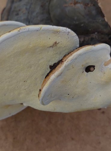 TROUDNATEC PÁSOVANÝ (Fomitopsis pinicola) FOTO: Marta Knauerová, 25.–26. 10. 2025