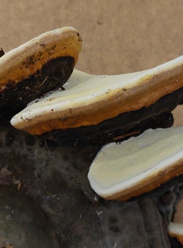 TROUDNATEC PÁSOVANÝ (Fomitopsis pinicola) FOTO: Marta Knauerová, 25.–26. 10. 2025