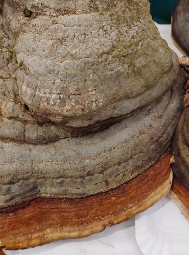 TROUDNATEC PÁSOVANÝ (Fomitopsis pinicola) FOTO: Marta Knauerová, 25.–26. 10. 2025