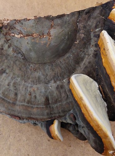 TROUDNATEC PÁSOVANÝ (Fomitopsis pinicola) FOTO: Marta Knauerová, 25.–26. 10. 2025
