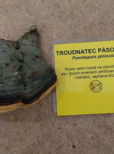 TROUDNATEC PÁSOVANÝ (Fomitopsis pinicola) FOTO: Marta Knauerová, 25.–26. 10. 2025

