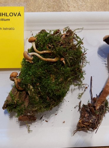
TŘEPENITKA CIHLOVÁ (Hypholoma lateritium) FOTO: Marta Knauerová, 25.–26. 10. 2025
