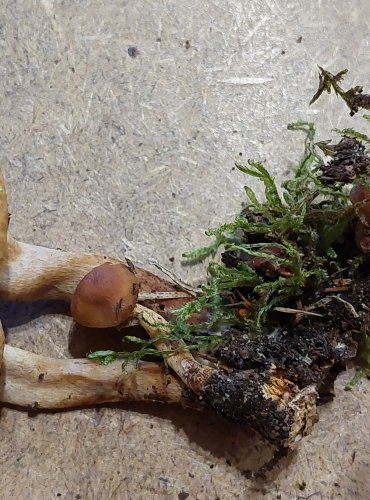 TŘEPENITKA MAKOVÁ (Hypholoma capnoides) FOTO: Marta Knauerová, 25.–26. 10. 2025