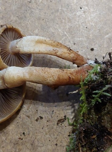 TŘEPENITKA MAKOVÁ (Hypholoma capnoides) FOTO: Marta Knauerová, 25.–26. 10. 2025
