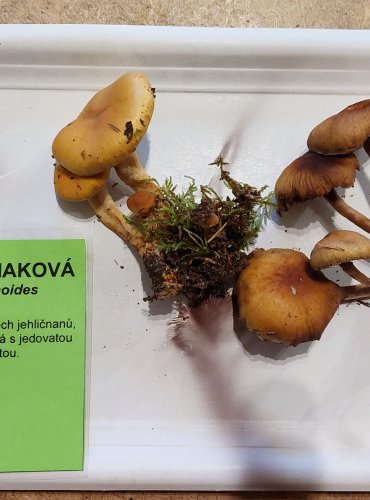 TŘEPENITKA MAKOVÁ (Hypholoma capnoides) FOTO: Marta Knauerová, 25.–26. 10. 2025
