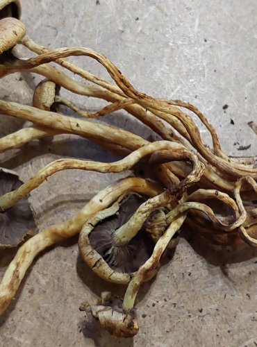 TŘEPENITKA SVAZČITÁ (Hypholoma fasciculare) FOTO: Marta Knauerová, 25.–26. 10. 2025

