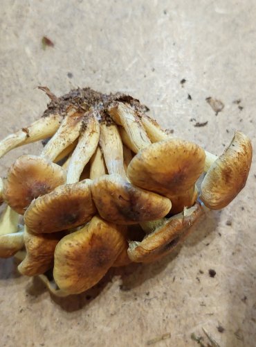 TŘEPENITKA SVAZČITÁ (Hypholoma fasciculare) FOTO: Marta Knauerová, 25.–26. 10. 2025

