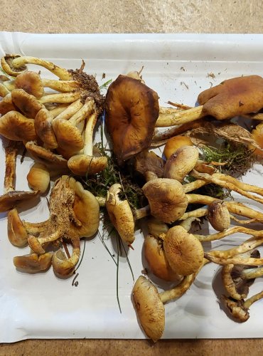 TŘEPENITKA SVAZČITÁ (Hypholoma fasciculare) FOTO: Marta Knauerová, 25.–26. 10. 2025

