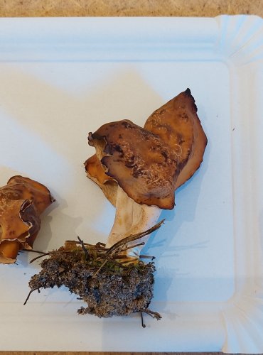 UCHÁČ ČEPCOVITÝ (Gyromitra infula) FOTO: Marta Knauerová, 25.–26. 10. 2025