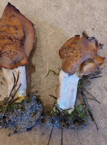 UCHÁČ ČEPCOVITÝ (Gyromitra infula) FOTO: Marta Knauerová, 25.–26. 10. 2025