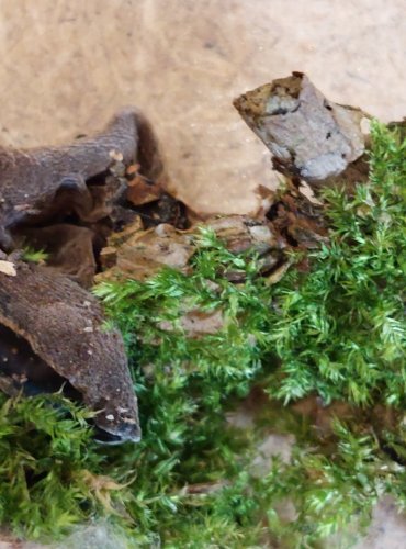 UCHO JIDÁŠOVO (Auricularia auricula-judae) FOTO: Marta Knauerová, 25.–26. 10. 2025