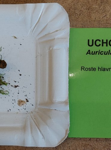 UCHO JIDÁŠOVO (Auricularia auricula-judae) FOTO: Marta Knauerová, 25.–26. 10. 2025