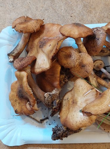 VÁCLAVKA HLÍZNATÁ (Armillaria gallica) FOTO: Marta Knauerová, 25.–26. 10. 2025