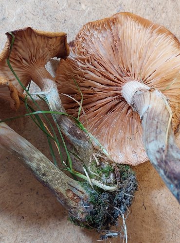 VÁCLAVKA HLÍZNATÁ (Armillaria gallica) FOTO: Marta Knauerová, 25.–26. 10. 2025