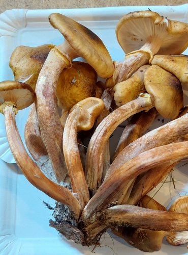 VÁCLAVKA OBECNÁ (Armillaria mellea) FOTO: Marta Knauerová, 25.–26. 10. 2025