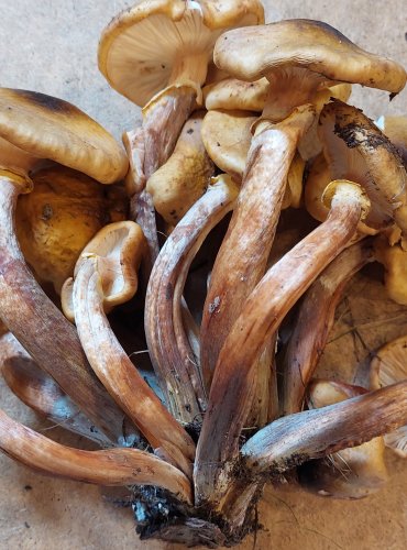 VÁCLAVKA OBECNÁ (Armillaria mellea) FOTO: Marta Knauerová, 25.–26. 10. 2025