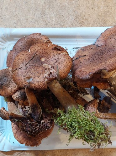 VÁCLAVKA SMRKOVÁ (Armillaria ostoyae) FOTO: Marta Knauerová, 25.–26. 10. 2025