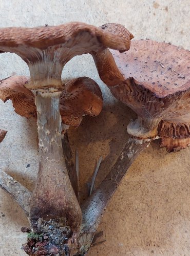 VÁCLAVKA SMRKOVÁ (Armillaria ostoyae) FOTO: Marta Knauerová, 25.–26. 10. 2025