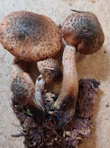 VÁCLAVKA SMRKOVÁ (Armillaria ostoyae) FOTO: Marta Knauerová, 25.–26. 10. 2025