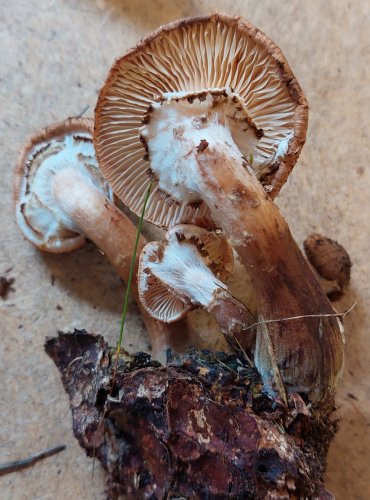 VÁCLAVKA SMRKOVÁ (Armillaria ostoyae) FOTO: Marta Knauerová, 25.–26. 10. 2025