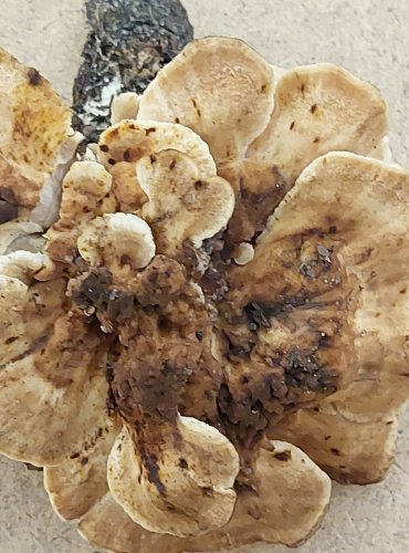 VĚJÍŘOVEC OBROVSKÝ (Meripilus giganteus) FOTO: Marta Knauerová, 25.–26. 10. 2025