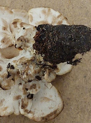 VĚJÍŘOVEC OBROVSKÝ (Meripilus giganteus) FOTO: Marta Knauerová, 25.–26. 10. 2025