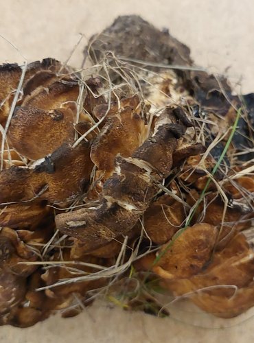 VĚJÍŘOVEC OBROVSKÝ (Meripilus giganteus) FOTO: Marta Knauerová, 25.–26. 10. 2025