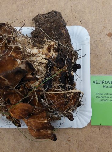 VĚJÍŘOVEC OBROVSKÝ (Meripilus giganteus) FOTO: Marta Knauerová, 25.–26. 10. 2025