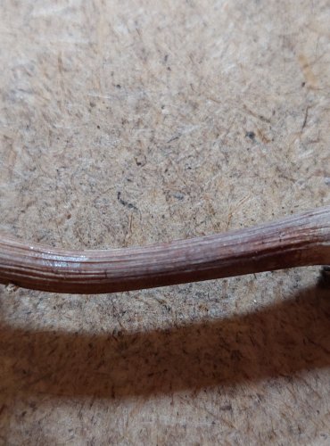 
VLÁKNICE HVĚZDOVÝTRUSÁ (Inocybe asterospora) FOTO: Marta Knauerová, 25.–26. 10. 2025
