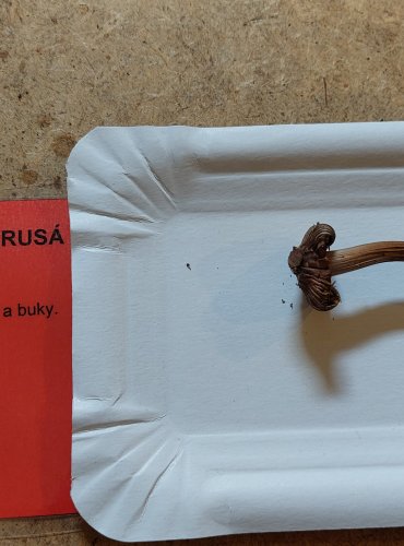 
VLÁKNICE HVĚZDOVÝTRUSÁ (Inocybe asterospora) FOTO: Marta Knauerová, 25.–26. 10. 2025
