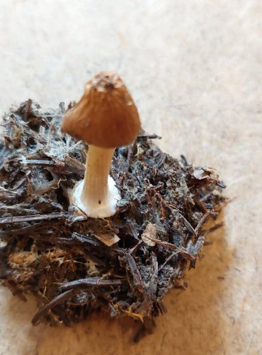 VLÁKNICE POMÍCHANÁ (Inocybe mixtilis agg.) FOTO: Marta Knauerová, 25.–26. 10. 2025