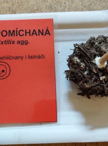 VLÁKNICE POMÍCHANÁ (Inocybe mixtilis agg.) FOTO: Marta Knauerová, 25.–26. 10. 2025