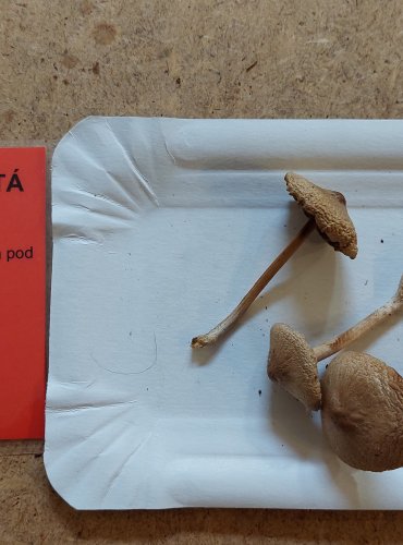 VLÁKNICE VLOČKATÁ (Inocybe flocculosa) FOTO: Marta Knauerová, 25.–26. 10. 2025