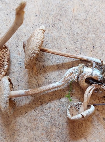 VLÁKNICE VLOČKATÁ (Inocybe flocculosa) FOTO: Marta Knauerová, 25.–26. 10. 2025