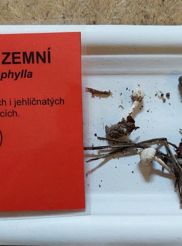 VLÁKNICE ZEMNÍ (Inocybe geophylla) FOTO: Marta Knauerová, 25.–26. 10. 2025