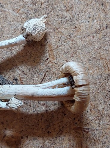 VLÁKNICE ZEMNÍ (Inocybe geophylla) FOTO: Marta Knauerová, 25.–26. 10. 2025