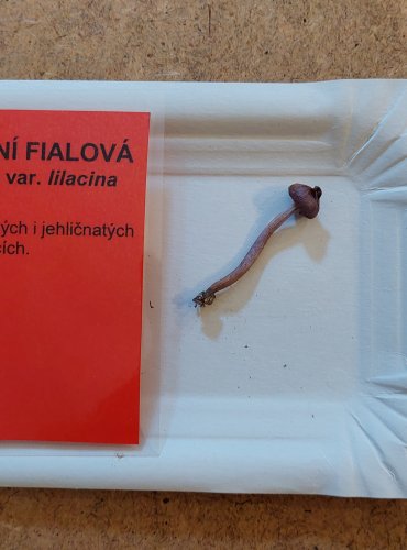 VLÁKNICE ZEMNÍ FIALOVÁ (Inocybe geophylla var. lilacina) FOTO: Marta Knauerová, 25.–26. 10. 2025

