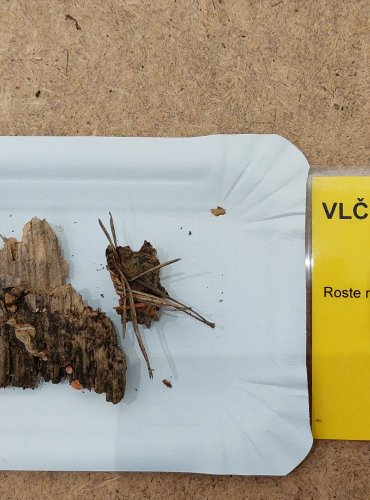 VLČÍ MLÉKO ČERVENÉ (Lycogala epidendrum) hlenka, FOTO: Marta Knauerová, 25.–26. 10. 2025