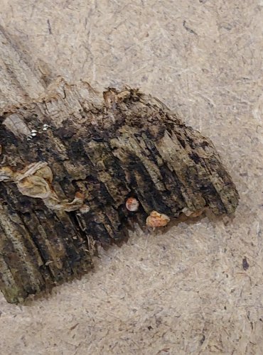 VLČÍ MLÉKO ČERVENÉ (Lycogala epidendrum) hlenka, FOTO: Marta Knauerová, 25.–26. 10. 2025