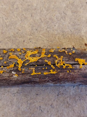 VOSKOVIČKA CITRONOVÁ (Bisporella citrina) FOTO: Marta Knauerová, 25.–26. 10. 2025

