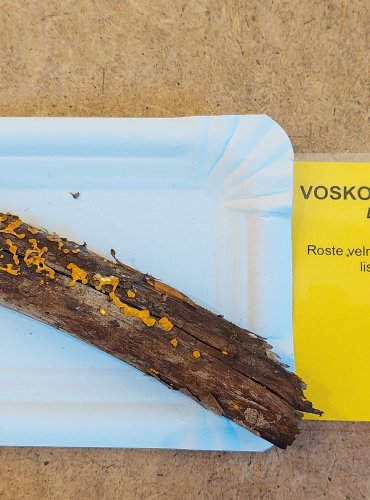 VOSKOVIČKA CITRONOVÁ (Bisporella citrina) FOTO: Marta Knauerová, 25.–26. 10. 2025

