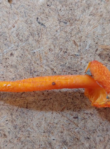 VOSKOVKA CITRONOVÁ (Hygrocybe chlorophana), zapsána v Červeném seznamu hub (makromycetů) České republiky v kategorii NT – téměř ohrožený druh, FOTO: Marta Knauerová, 25.–26. 10. 2025
 
