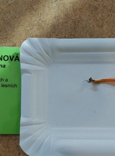 VOSKOVKA CITRONOVÁ (Hygrocybe chlorophana), zapsána v Červeném seznamu hub (makromycetů) České republiky v kategorii NT – téměř ohrožený druh, FOTO: Marta Knauerová, 25.–26. 10. 2025
 
