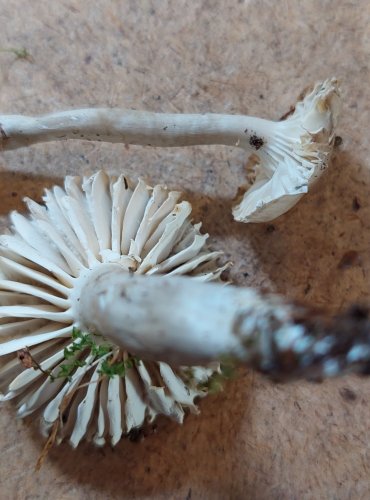  
VOSKOVKA KLUZKÁ (Gliophorus irrigatus) zapsána v Červeném seznamu hub (makromycetů) České republiky v kategorii VU – zranitelný druh, FOTO: Marta Knauerová, 25.–26. 10. 2025
