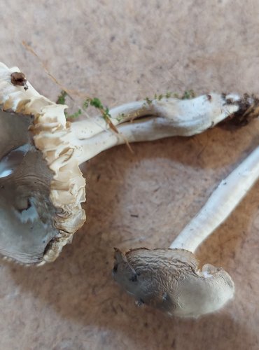  
VOSKOVKA KLUZKÁ (Gliophorus irrigatus) zapsána v Červeném seznamu hub (makromycetů) České republiky v kategorii VU – zranitelný druh, FOTO: Marta Knauerová, 25.–26. 10. 2025
