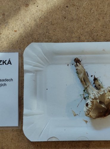  
VOSKOVKA KLUZKÁ (Gliophorus irrigatus) zapsána v Červeném seznamu hub (makromycetů) České republiky v kategorii VU – zranitelný druh, FOTO: Marta Knauerová, 25.–26. 10. 2025
