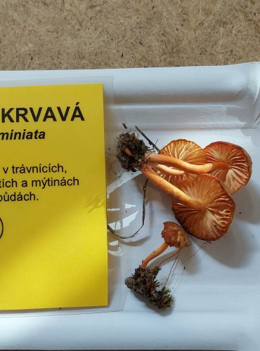 VOSKOVKA KRVAVÁ (Hygrocybe miniata) FOTO: Marta Knauerová, 25.–26. 10. 2025